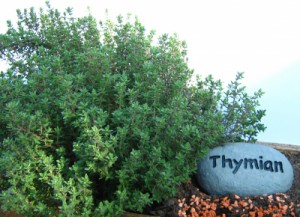 Thymian-300x217